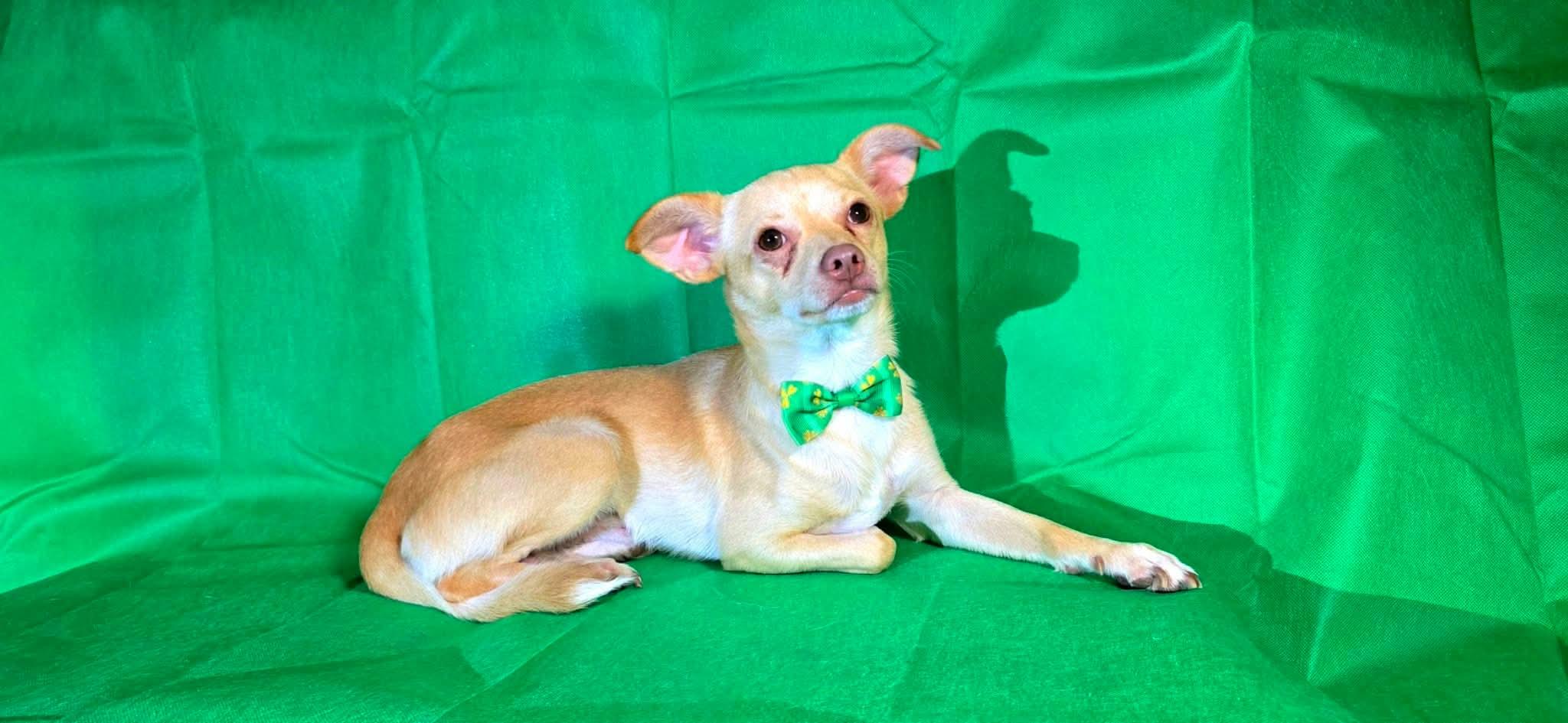 Enlarge Robert, a Adoptable mixed breed in Boise, ID image 4/6