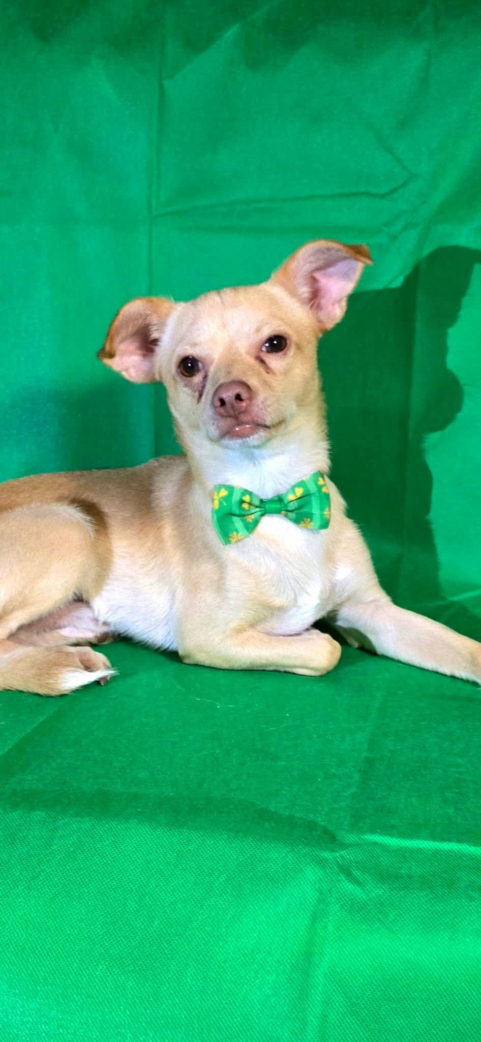 Enlarge Robert, a Adoptable mixed breed in Boise, ID image 2/6