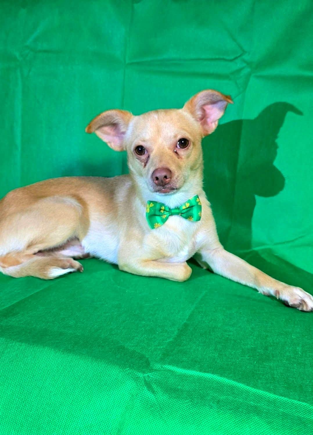 Enlarge Robert, a Adoptable mixed breed in Boise, ID image 3/6