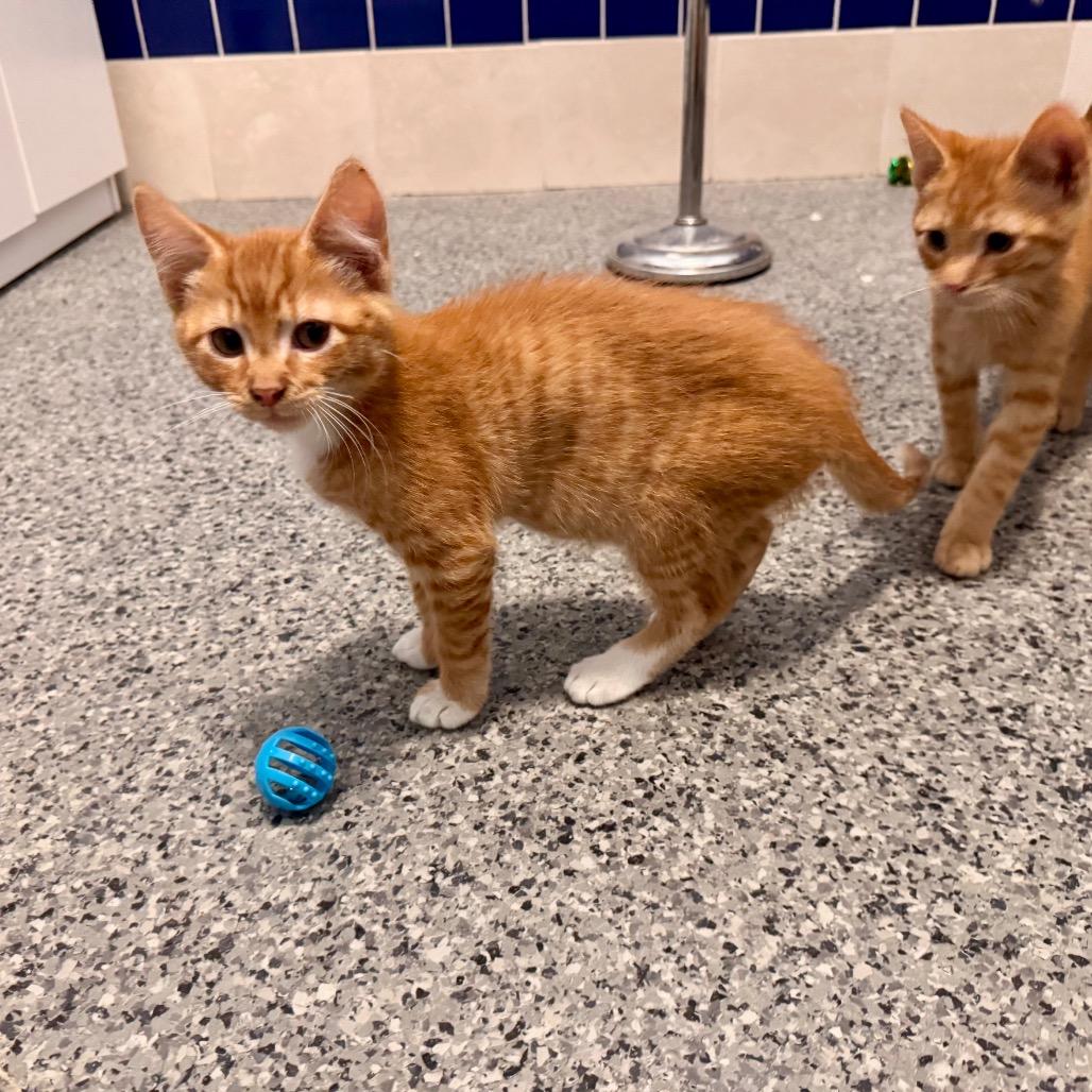 Flint, Adoptable, Kitten Male Domestic Short Hair.