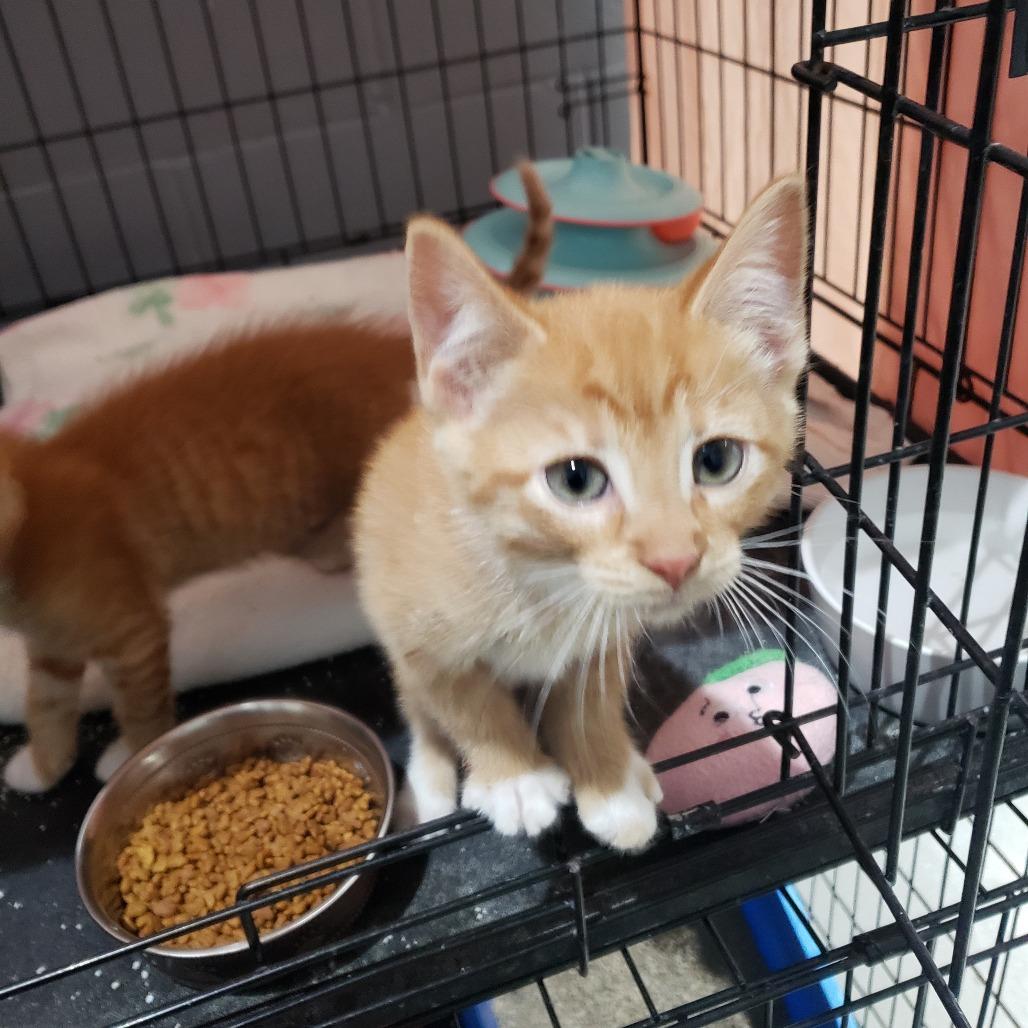 Enlarge Flint, a Adoptable Domestic Short Hair in Mondovi, WI image 2/3