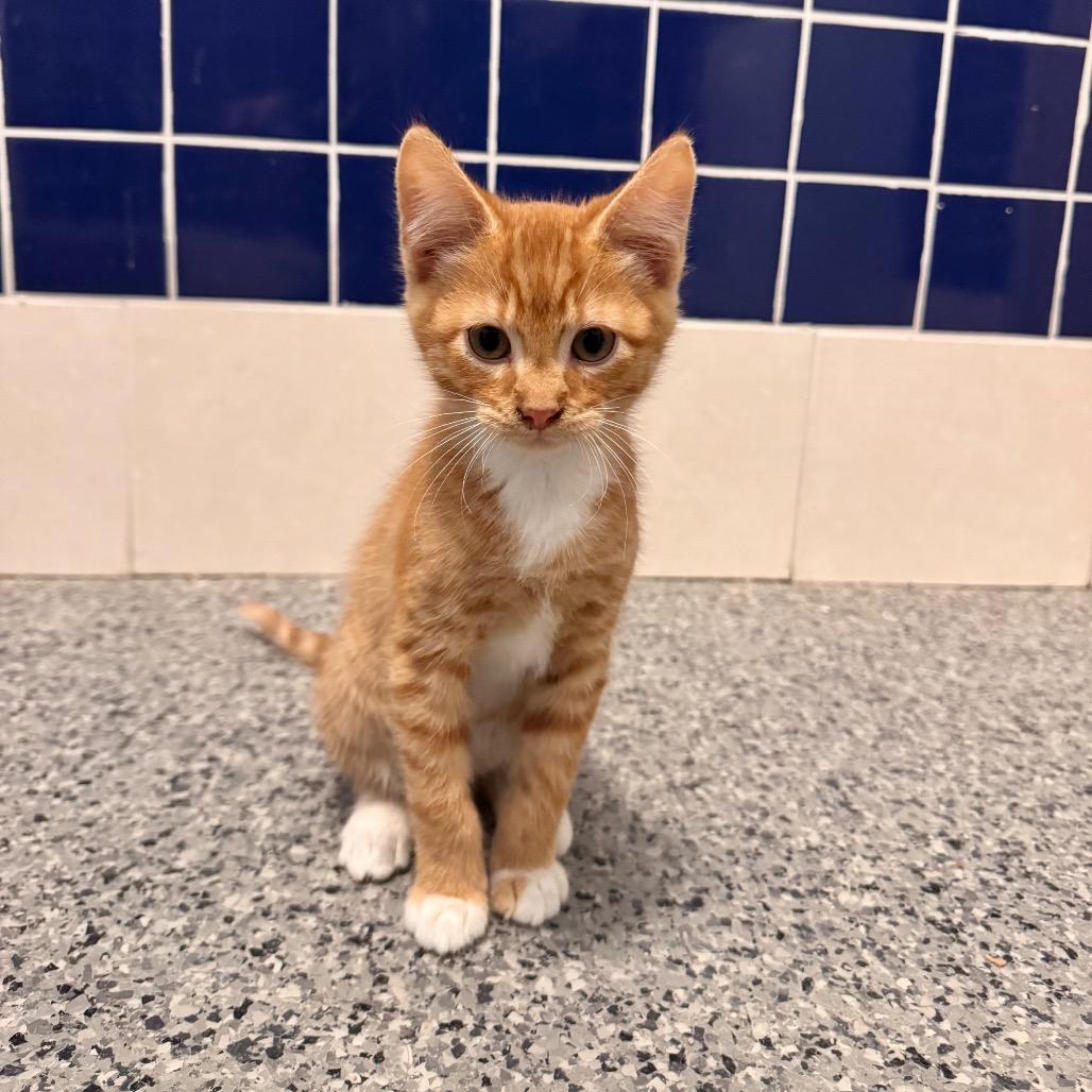 Enlarge Flint, a Adoptable Domestic Short Hair in Mondovi, WI image 3/3