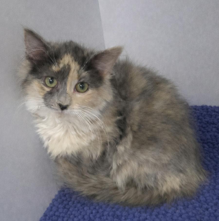 Enlarge Kitten Thien, a Adopted mixed breed in Cuyahoga Falls, OH image 1/3