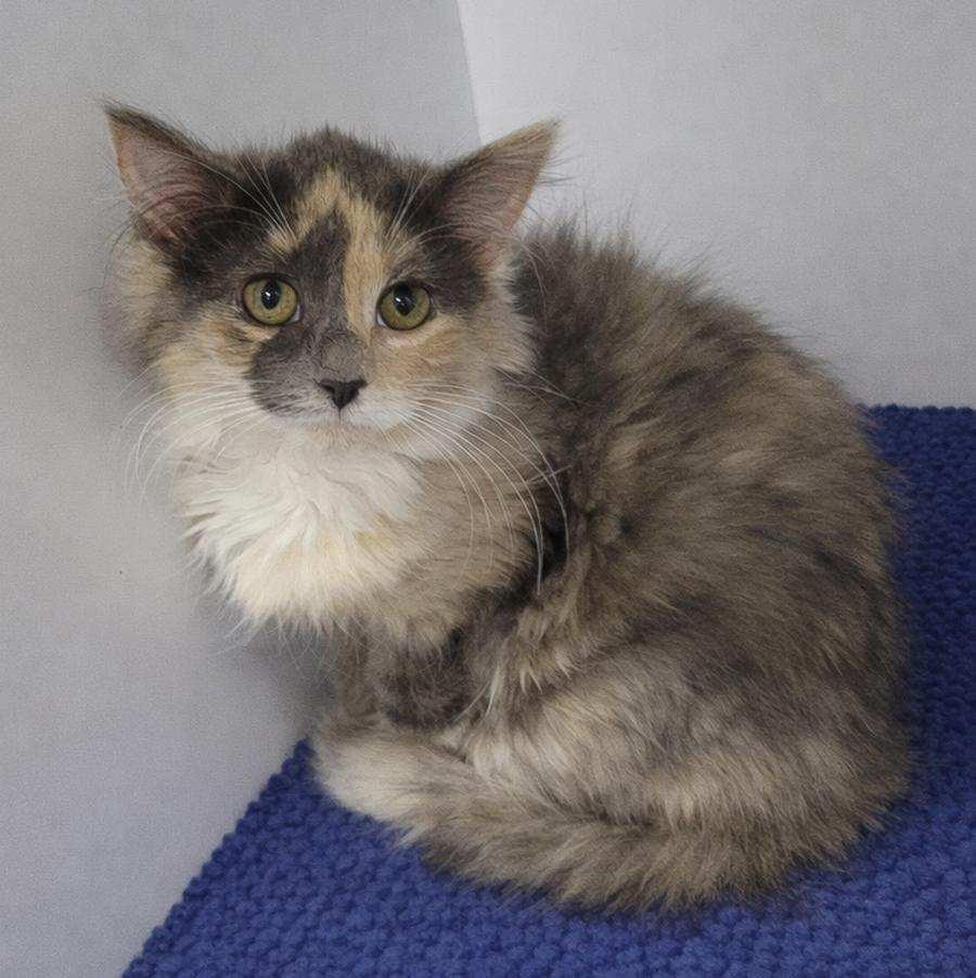 Enlarge Kitten Thien, a Adopted mixed breed in Cuyahoga Falls, OH image 2/3