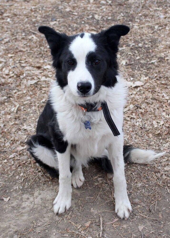 LOUIE, Adoptable, Young Male Border Collie.