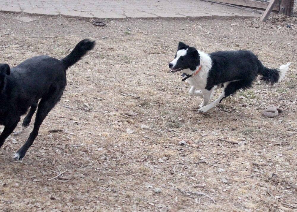 Enlarge LOUIE, a Adoptable Border Collie in Broomfield, CO image 2/2