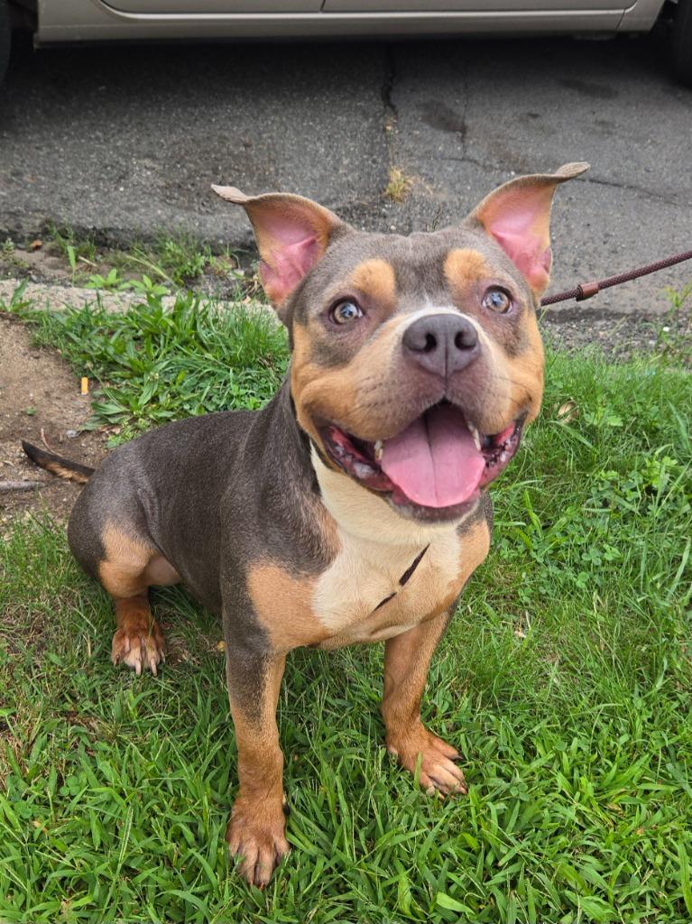 Faith, Adoptable, Young Female American Bully.