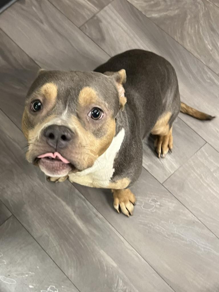Enlarge Faith, a Adopted mixed breed in Trenton, NJ image 2/3