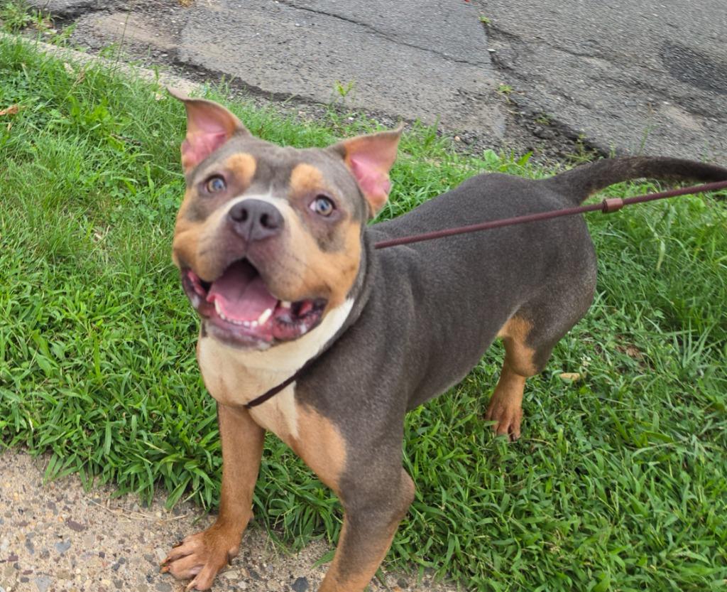 Enlarge Faith, a Adopted mixed breed in Trenton, NJ image 3/3