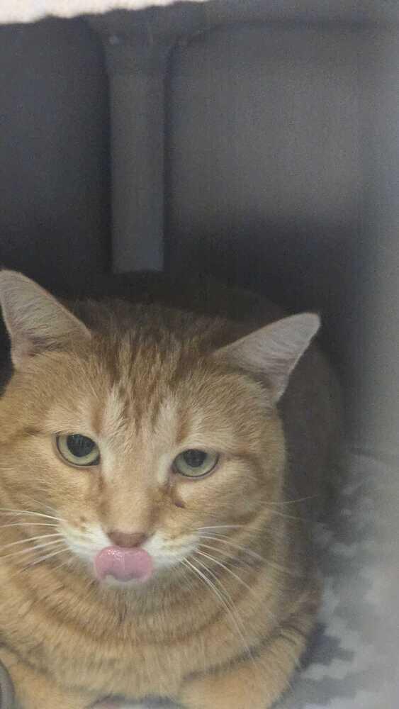 Cheeks, Adoptable, Adult Male Domestic Short Hair.