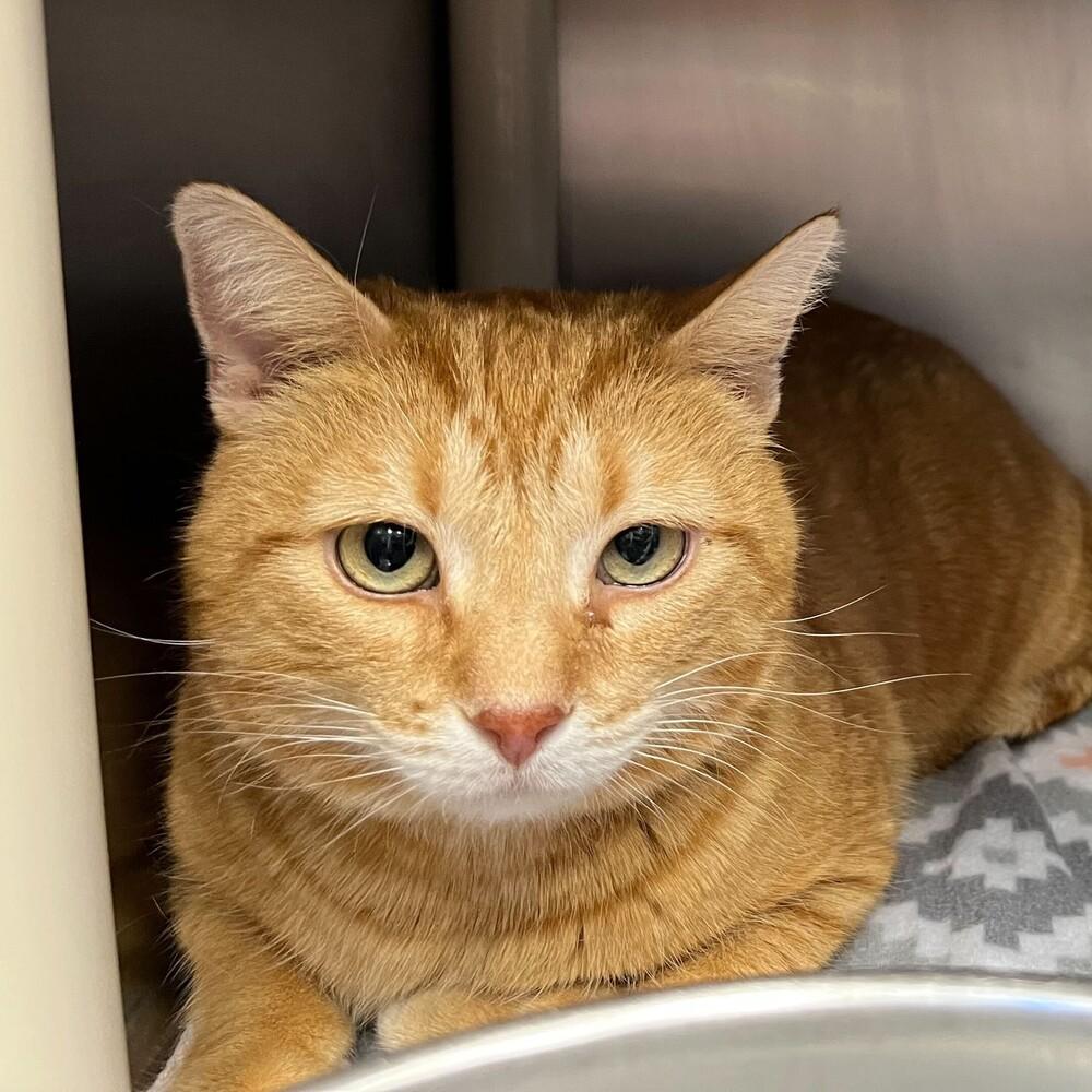 Enlarge Cheeks, a Adoptable mixed breed in Bowling Green, OH image 2/2