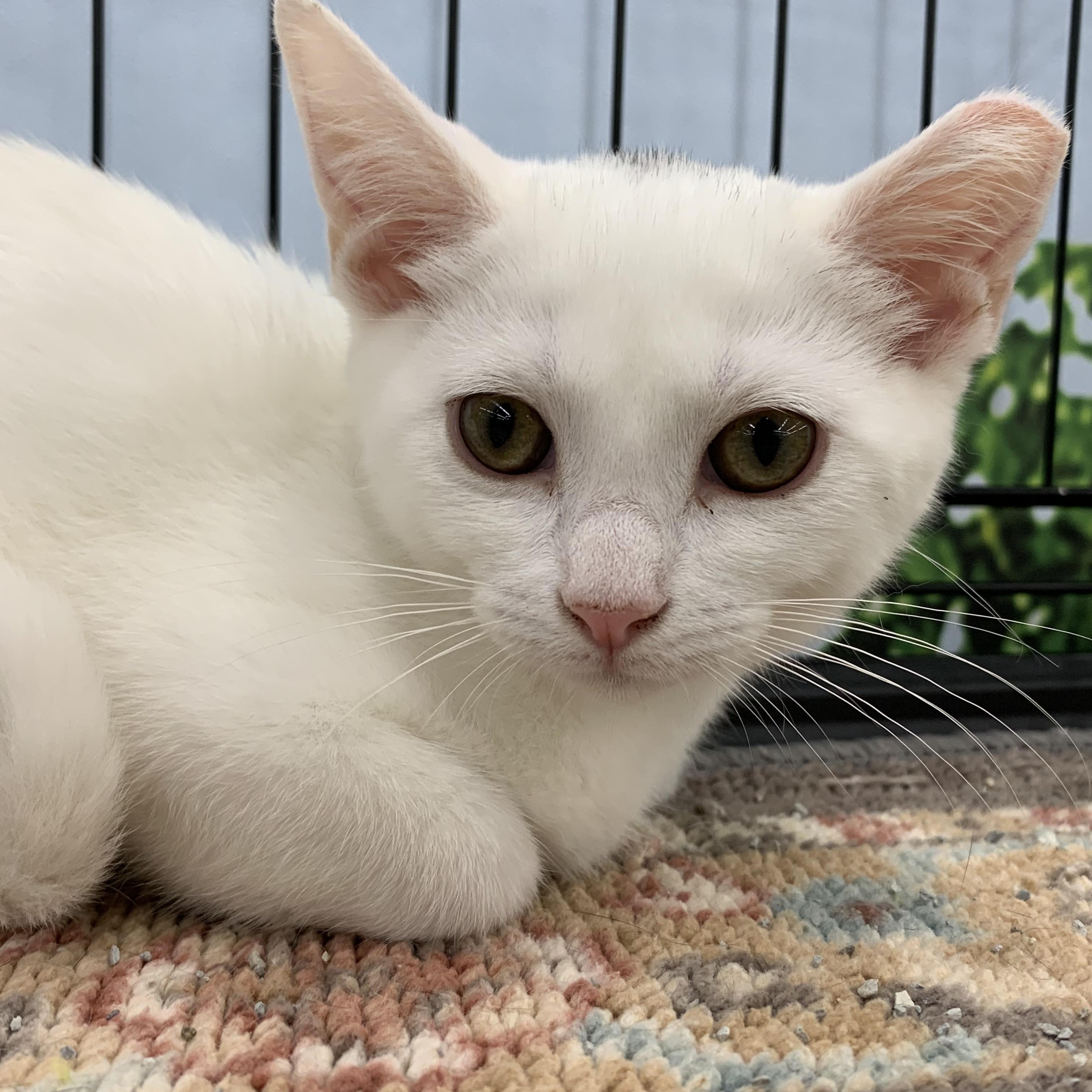 Misa, a ADOPTABLE Domestic Short Hair in Shelby Township, MI image 2/3
