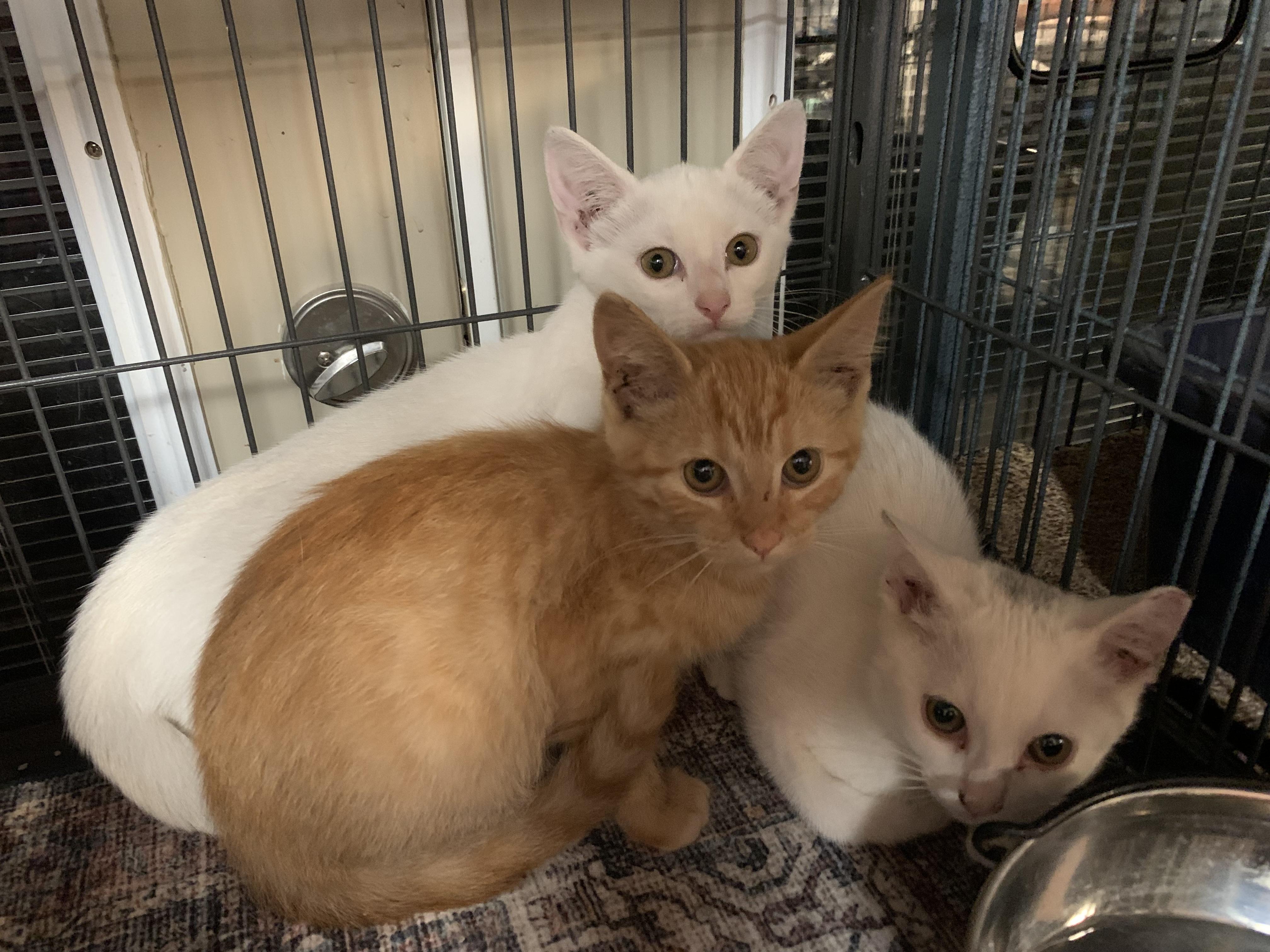 Misa, a ADOPTABLE Domestic Short Hair in Shelby Township, MI image 3/3