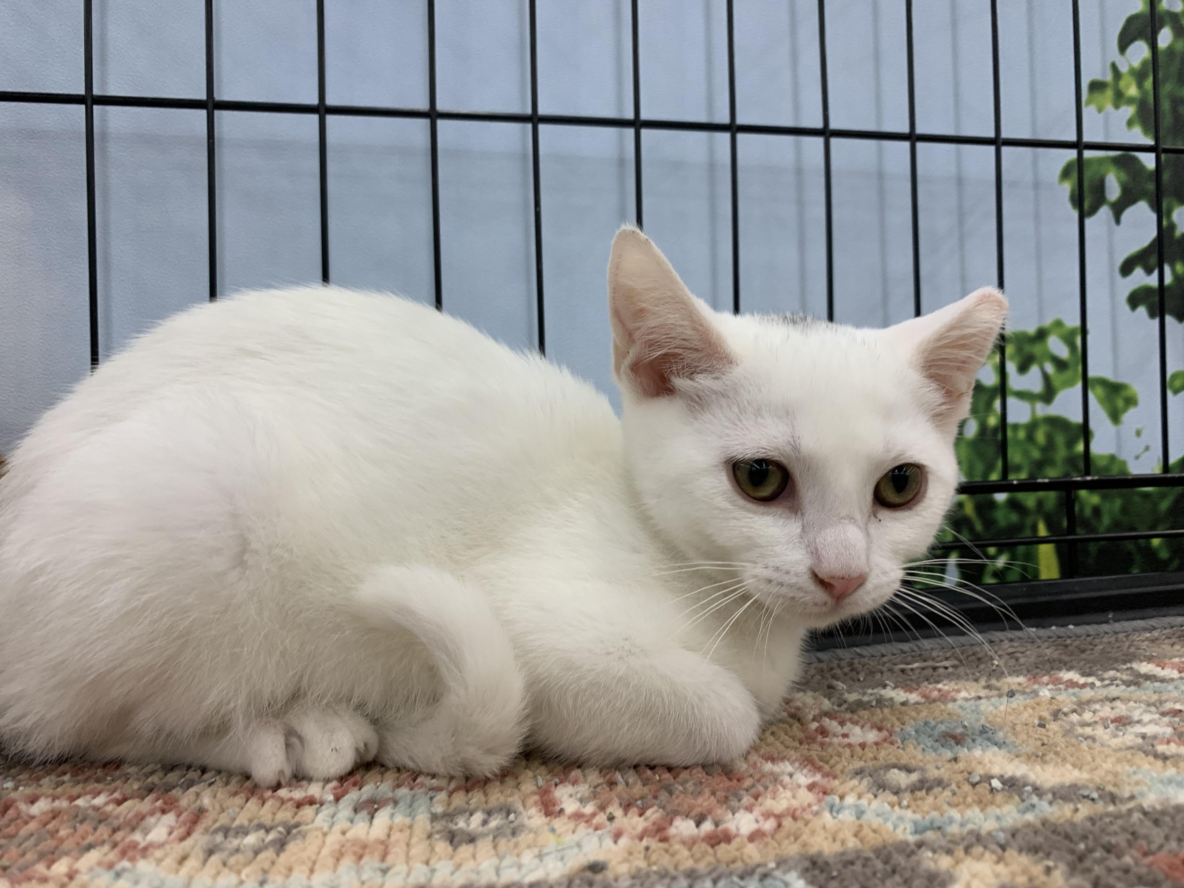 Misa, ADOPTABLE, Young Female Domestic Short Hair.
