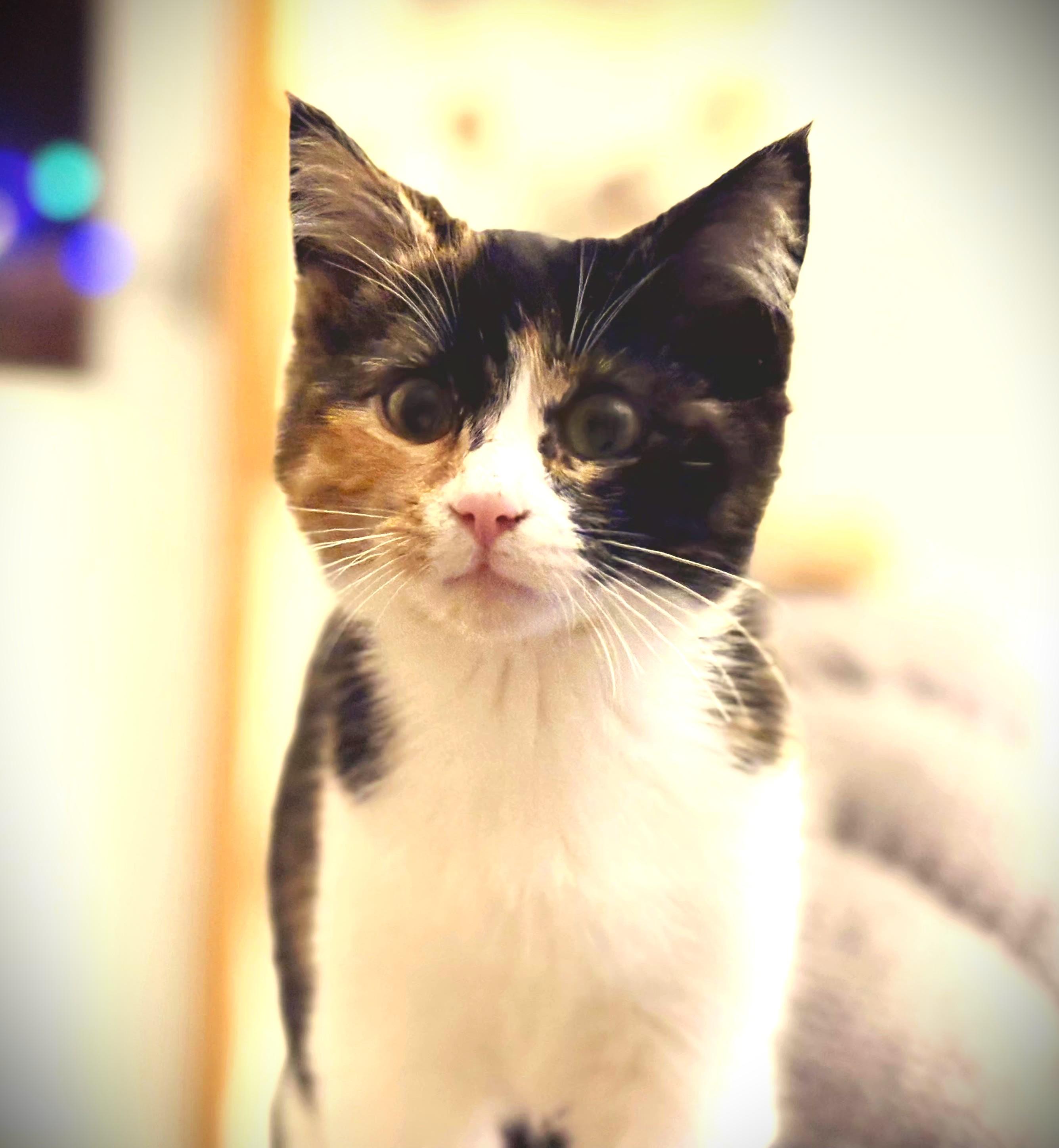 Liddy, ADOPTABLE, Kitten Female Calico.