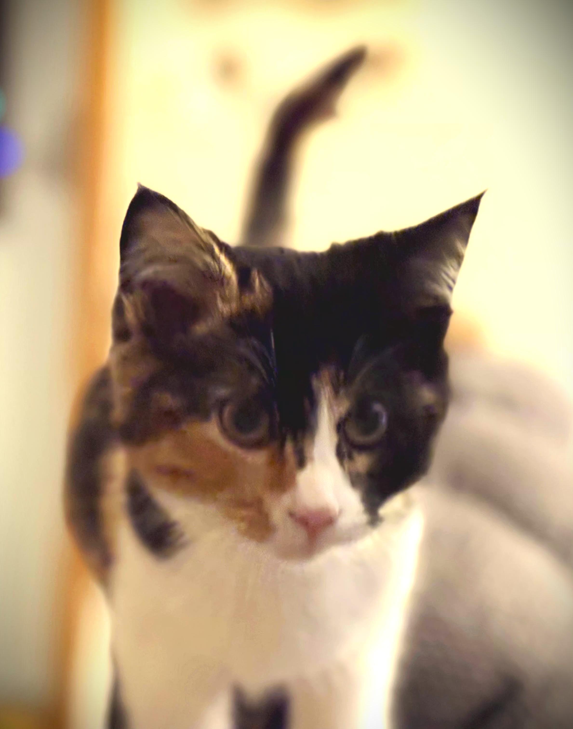 Enlarge Liddy, a ADOPTABLE Calico in Mankato, MN image 4/4