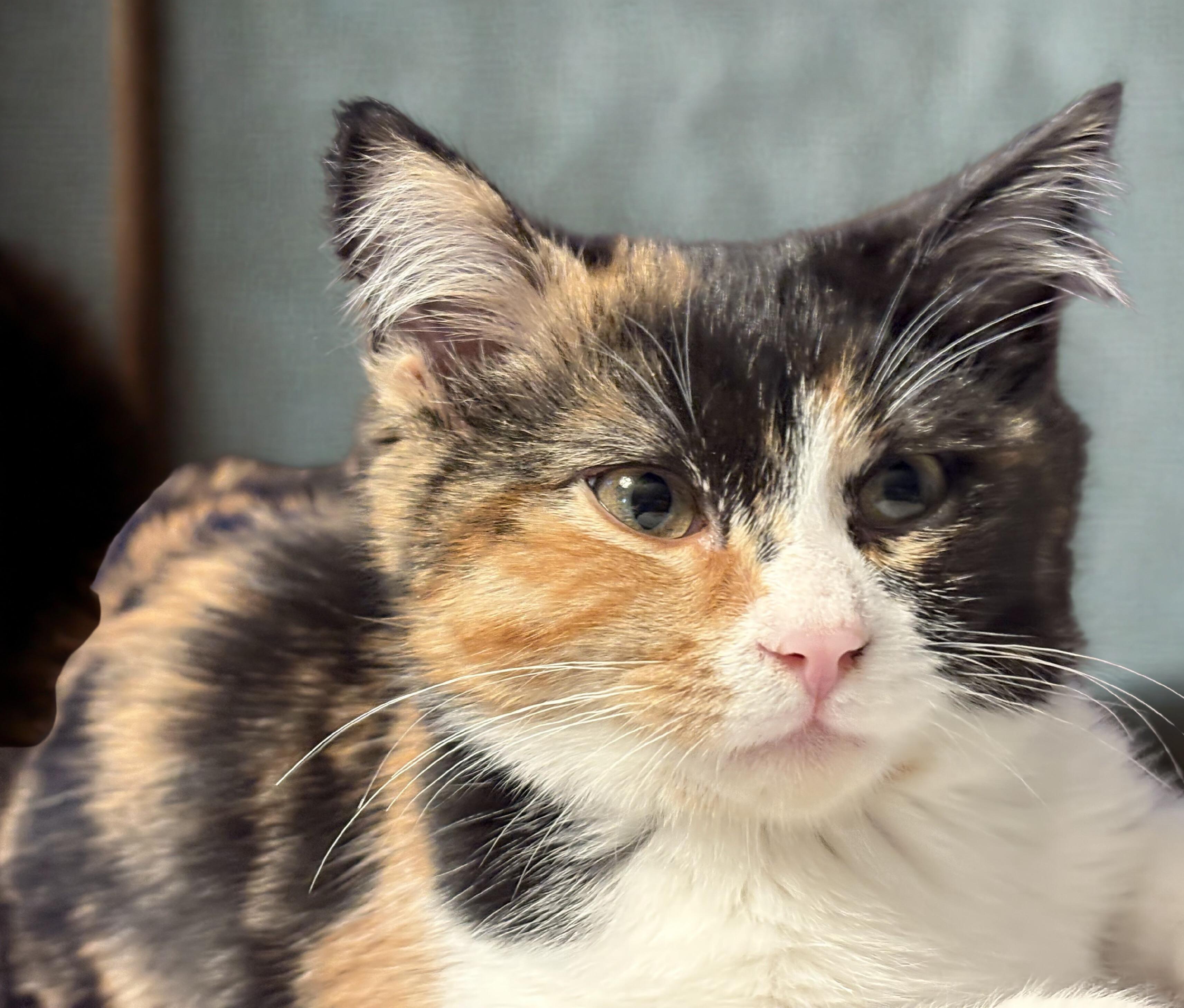 Enlarge Liddy, a ADOPTABLE Calico in Mankato, MN image 3/4