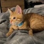 Cortez, ADOPTABLE, Kitten Male Tabby & Domestic Short Hair.