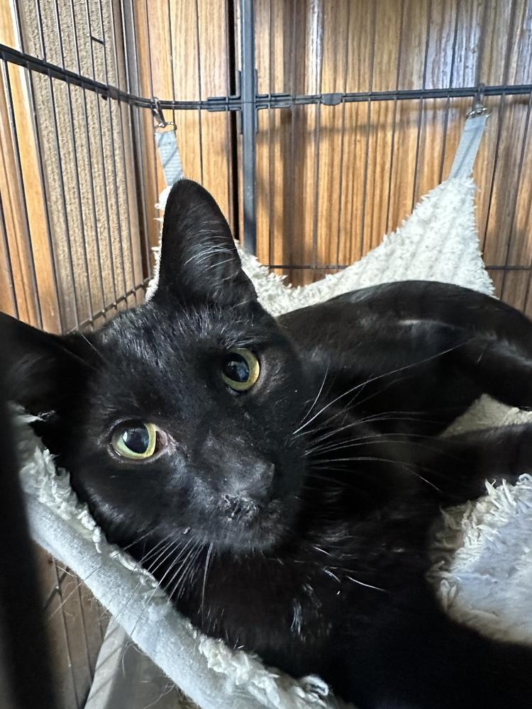 Enlarge Leonard, a Adoptable Domestic Short Hair in Albany, WI image 1/3