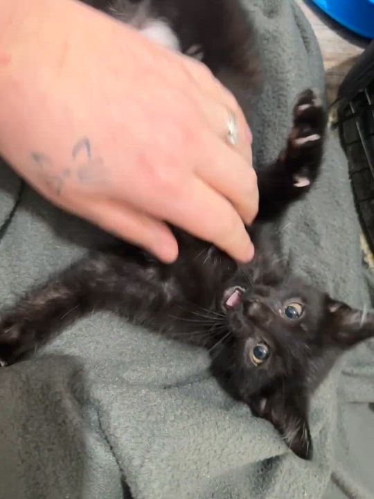 Enlarge Leonard, a Adoptable Domestic Short Hair in Albany, WI video 3/3