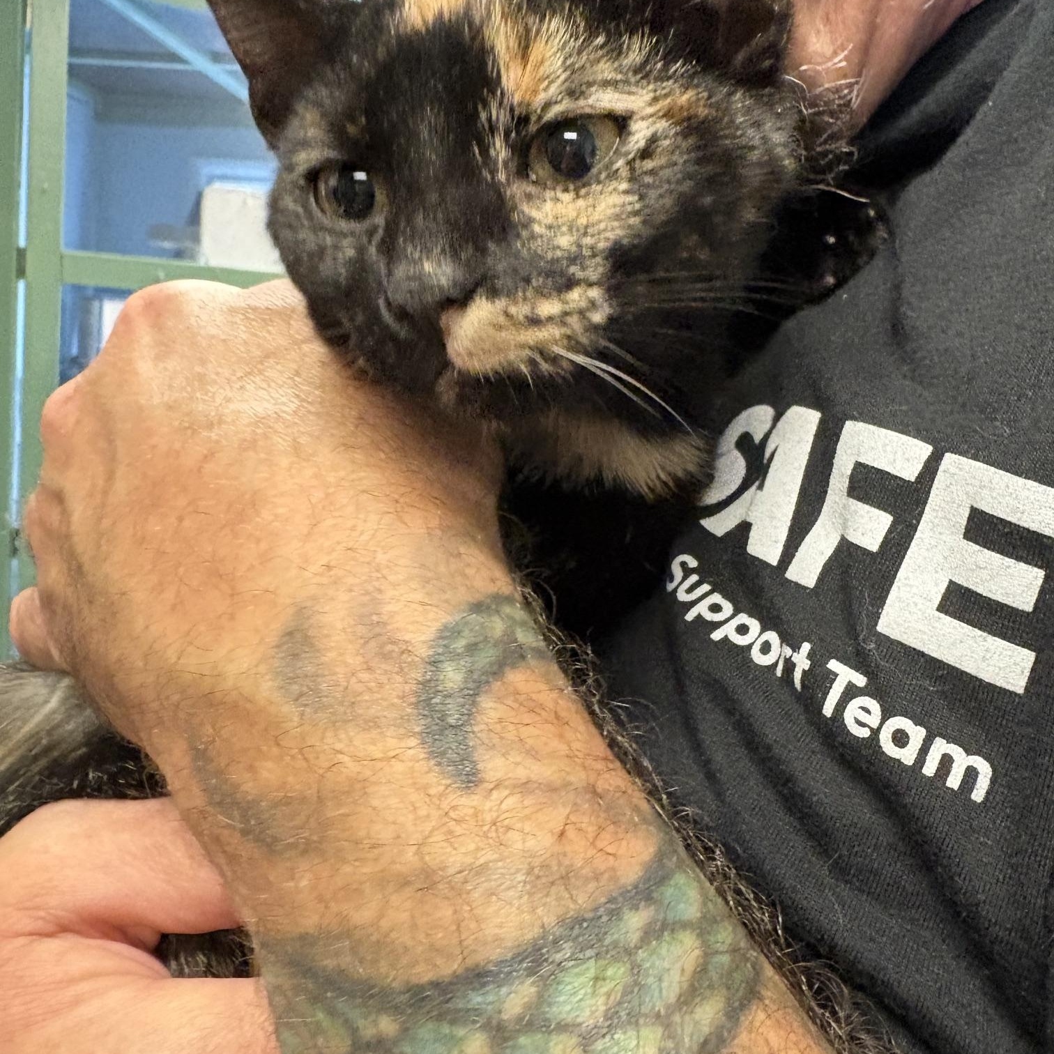 Enlarge Penelope, a Adopted Tortoiseshell in Oberlin, OH image 3/4