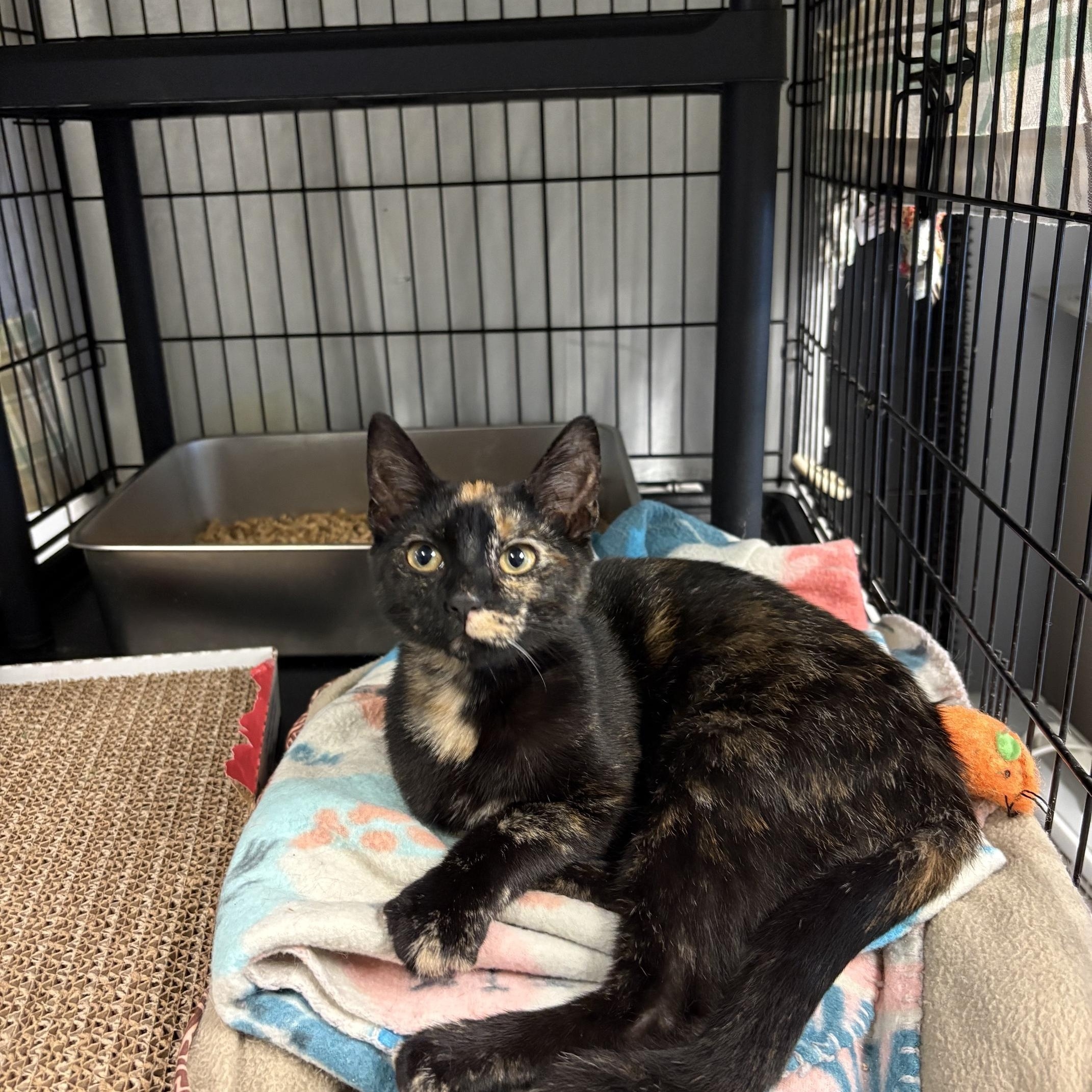 Enlarge Penelope, a Adopted Tortoiseshell in Oberlin, OH image 4/4