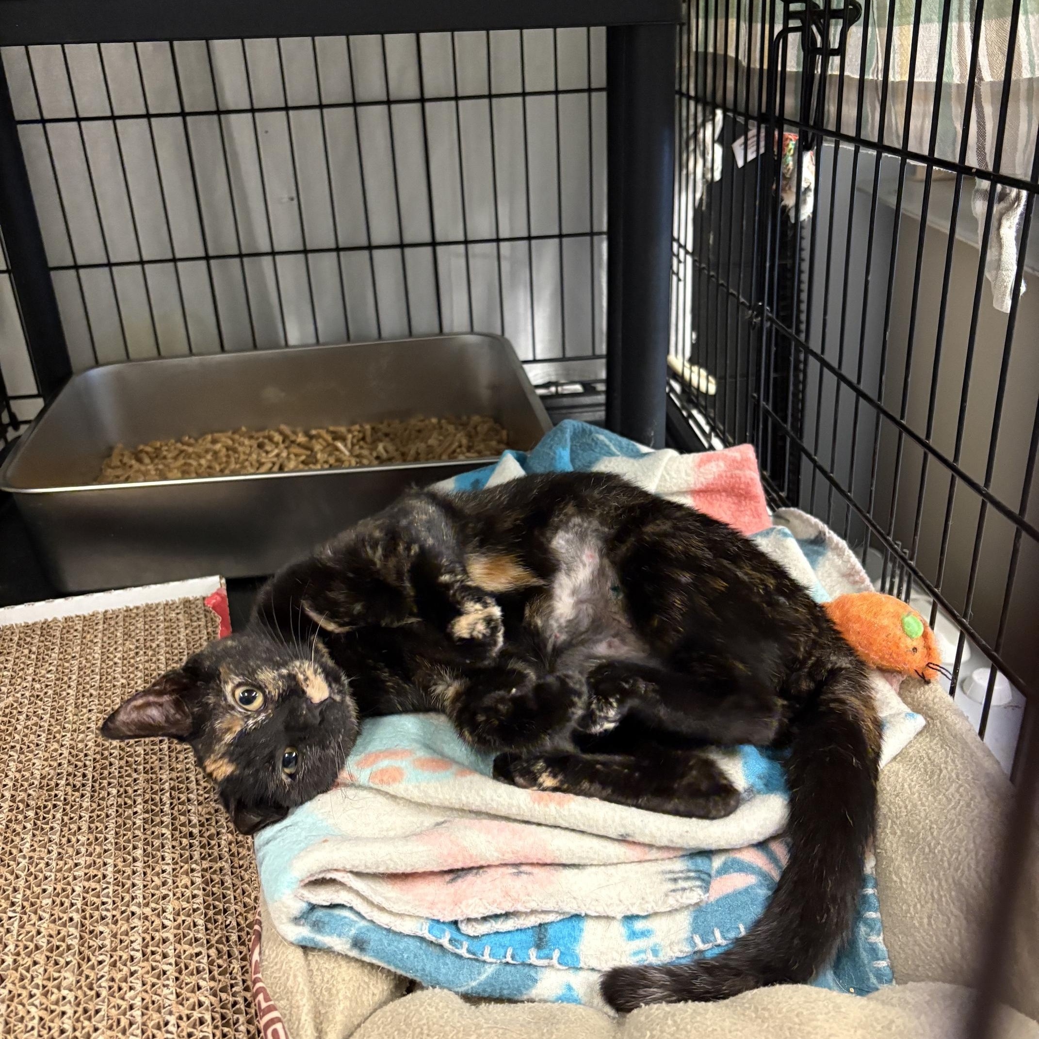 Enlarge Penelope, a Adopted Tortoiseshell in Oberlin, OH image 2/4