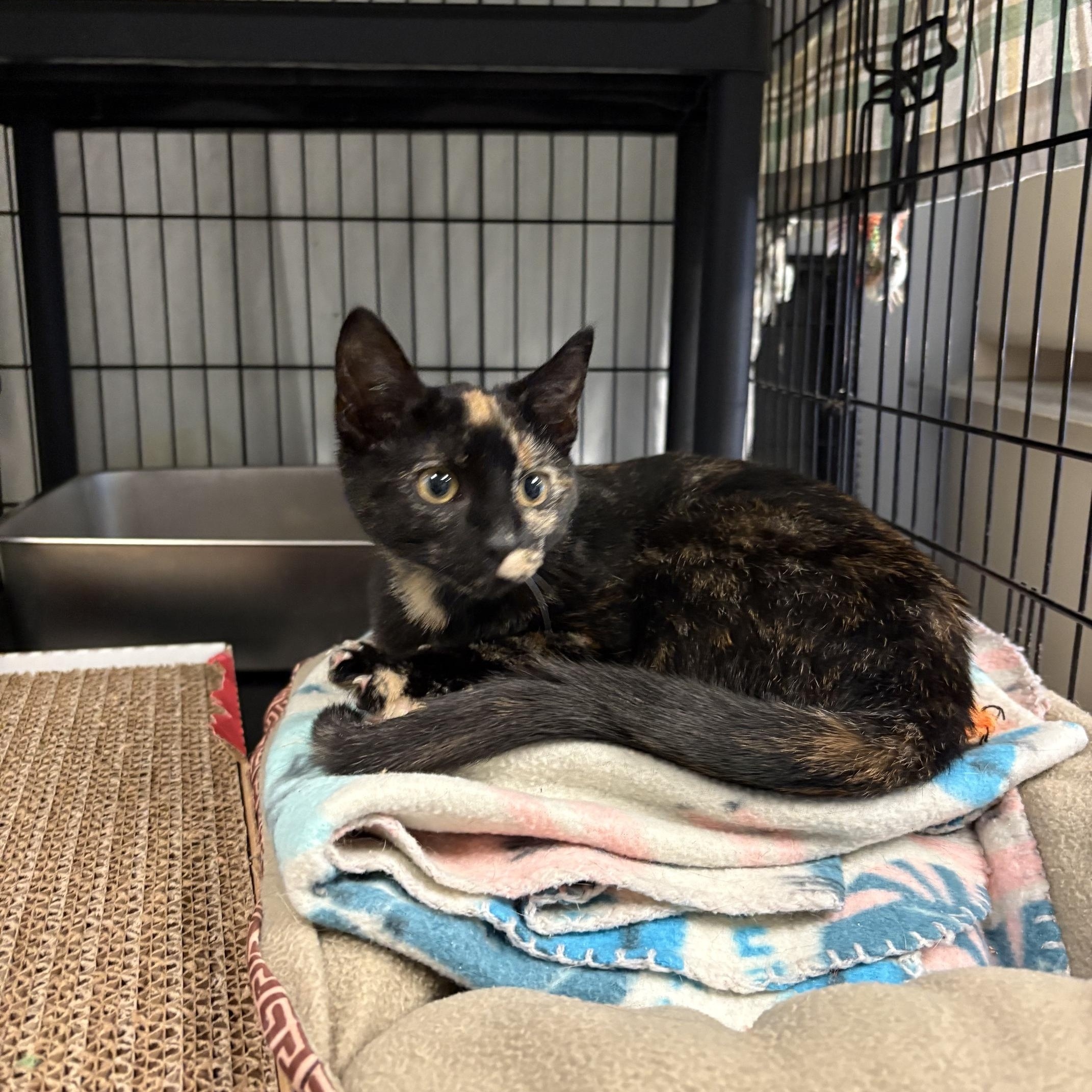 Penelope, Adopted, Kitten Female Tortoiseshell.