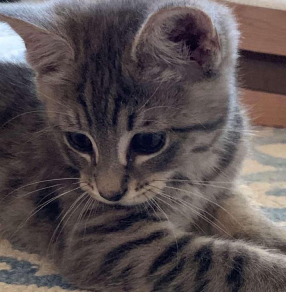 Tailung, Adopted, Young Male Domestic Short Hair.