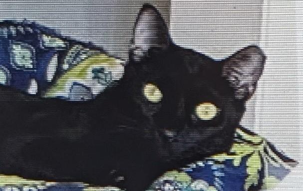 Pasha, Adoptable, Adult Male Bombay.