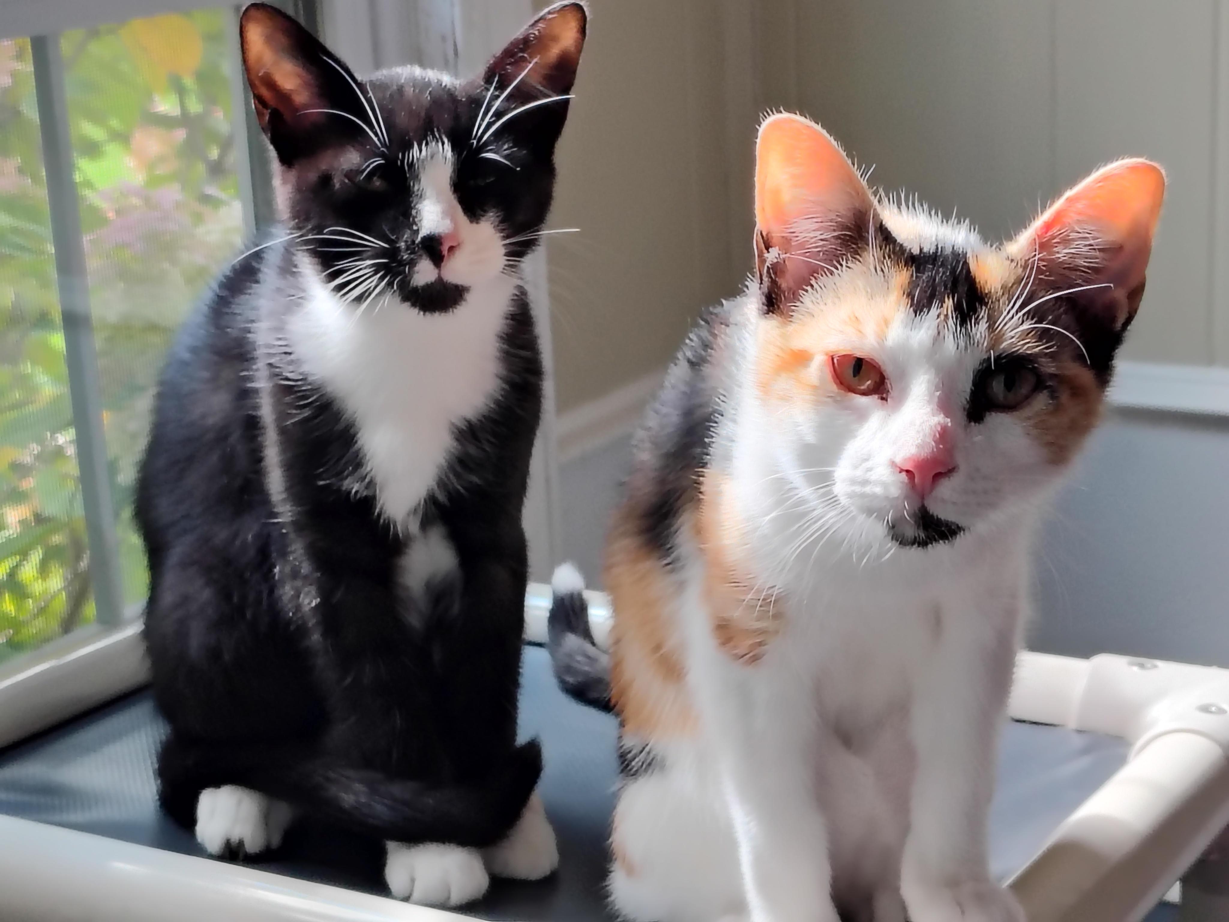 Enlarge Coco & Jet, a Adoptable mixed breed in Montour Falls, NY image 3/5