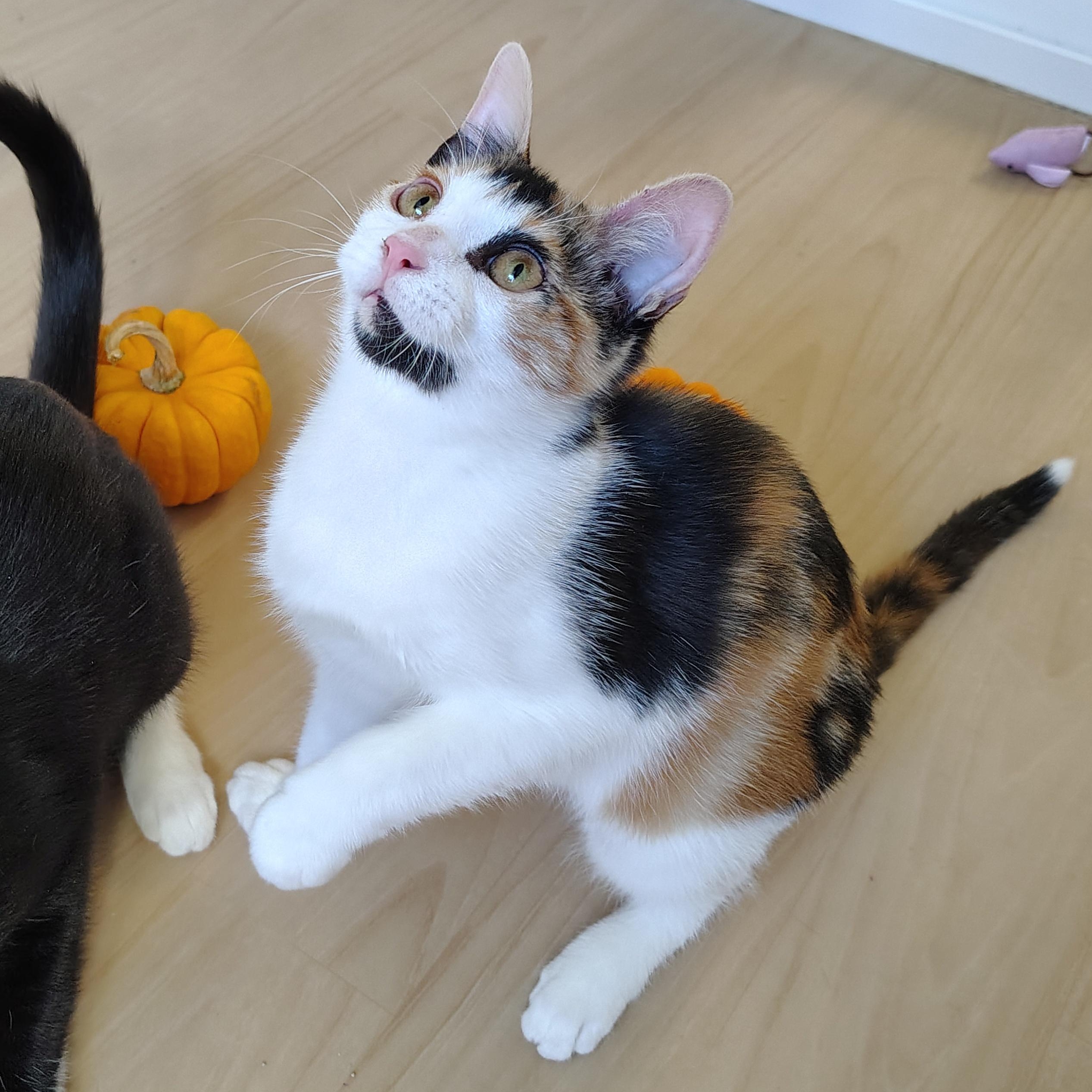 Enlarge Coco & Jet, a Adoptable mixed breed in Montour Falls, NY image 2/5