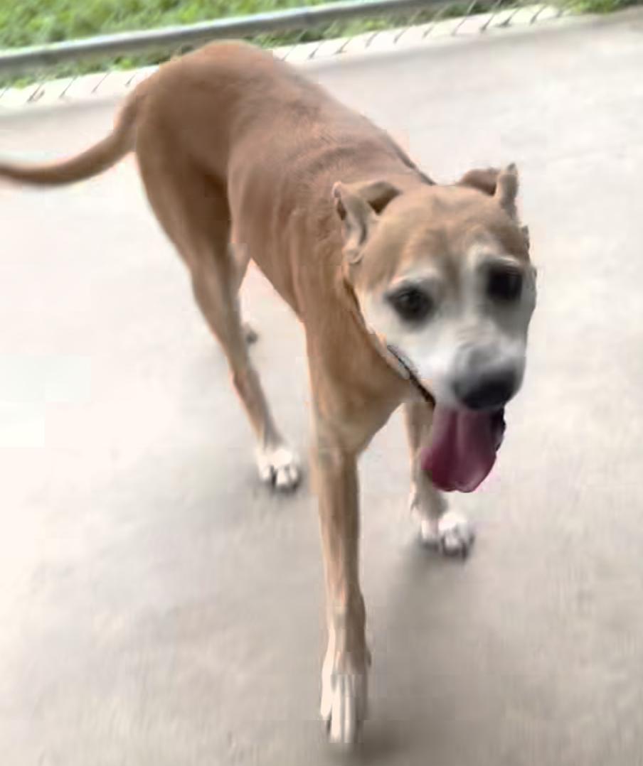 Dolly, Adoptable, Senior Female Labrador Retriever.
