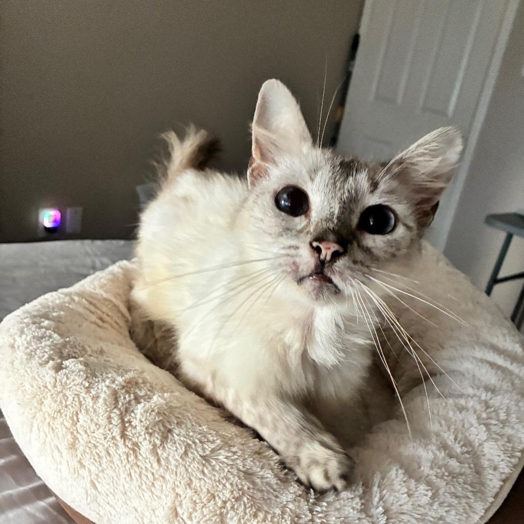 Genevieve, Adoptable, Senior Female Siamese.