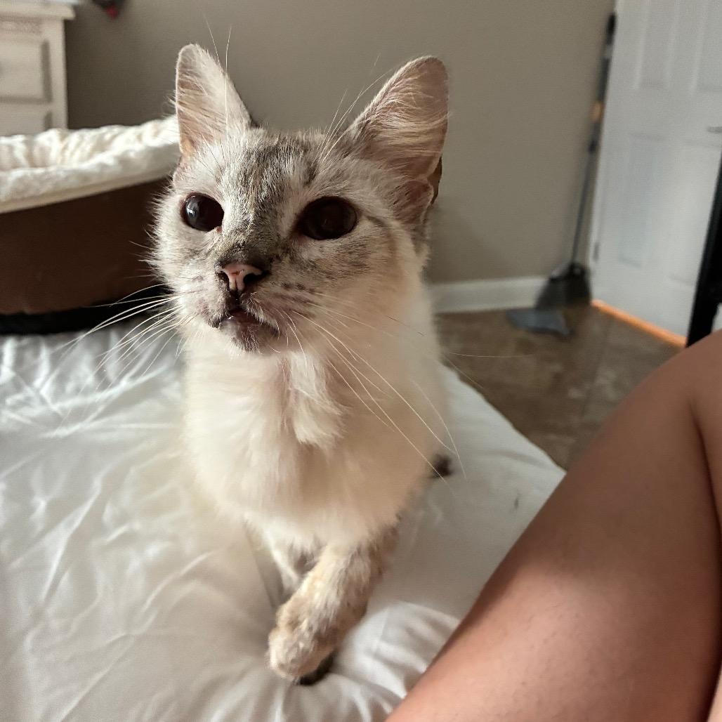Enlarge Genevieve, a Adoptable Siamese in Folsom, LA image 2/2