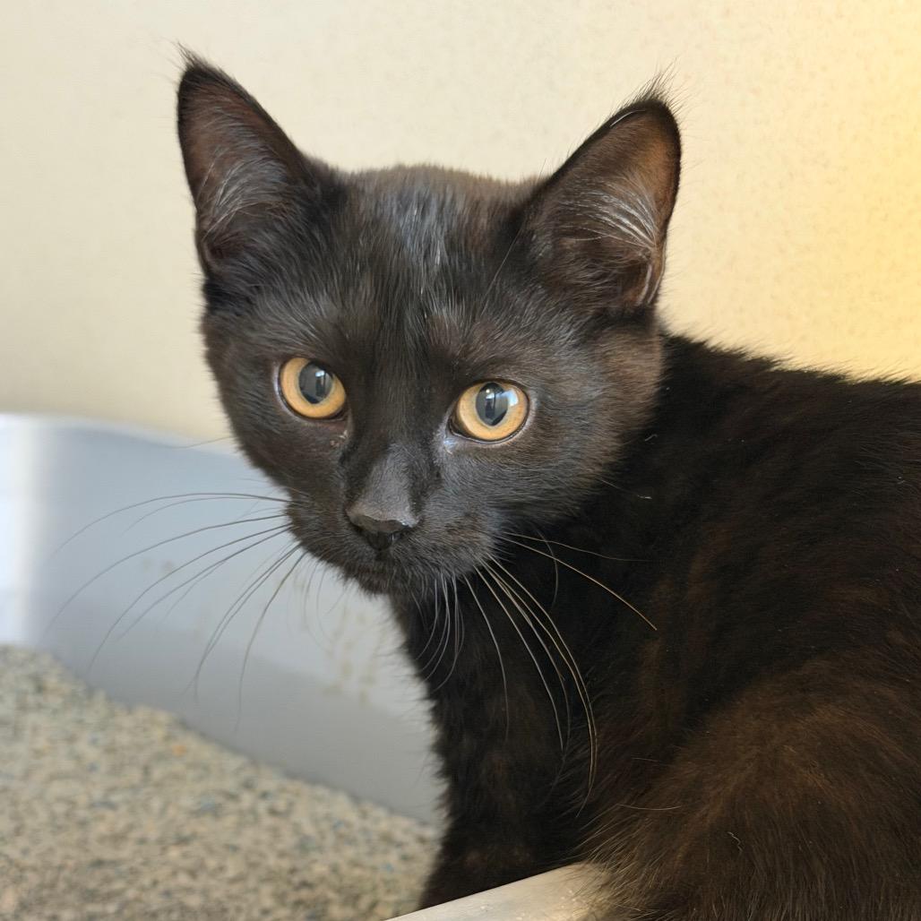 Enlarge Xue (26-3Z-1), a Adoptable Domestic Short Hair in Rifle, CO image 1/2