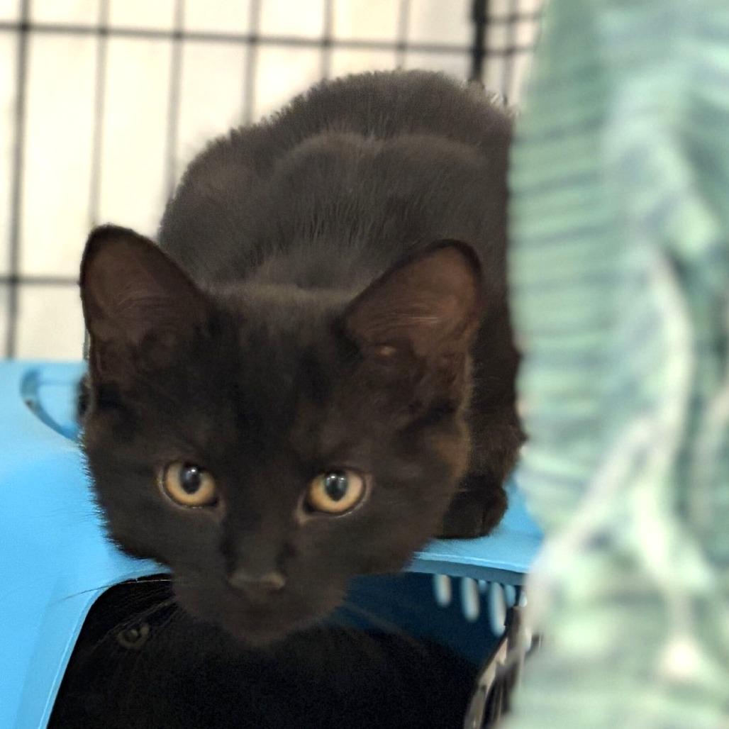 Enlarge Xue (26-3Z-1), a Adoptable Domestic Short Hair in Rifle, CO image 2/2