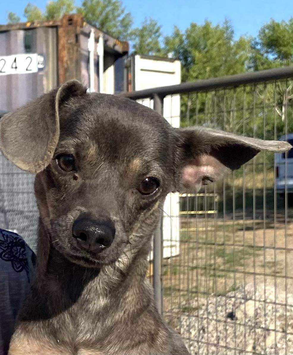 Enlarge BG, a Adoptable Chihuahua in Polson, MT image 1/6