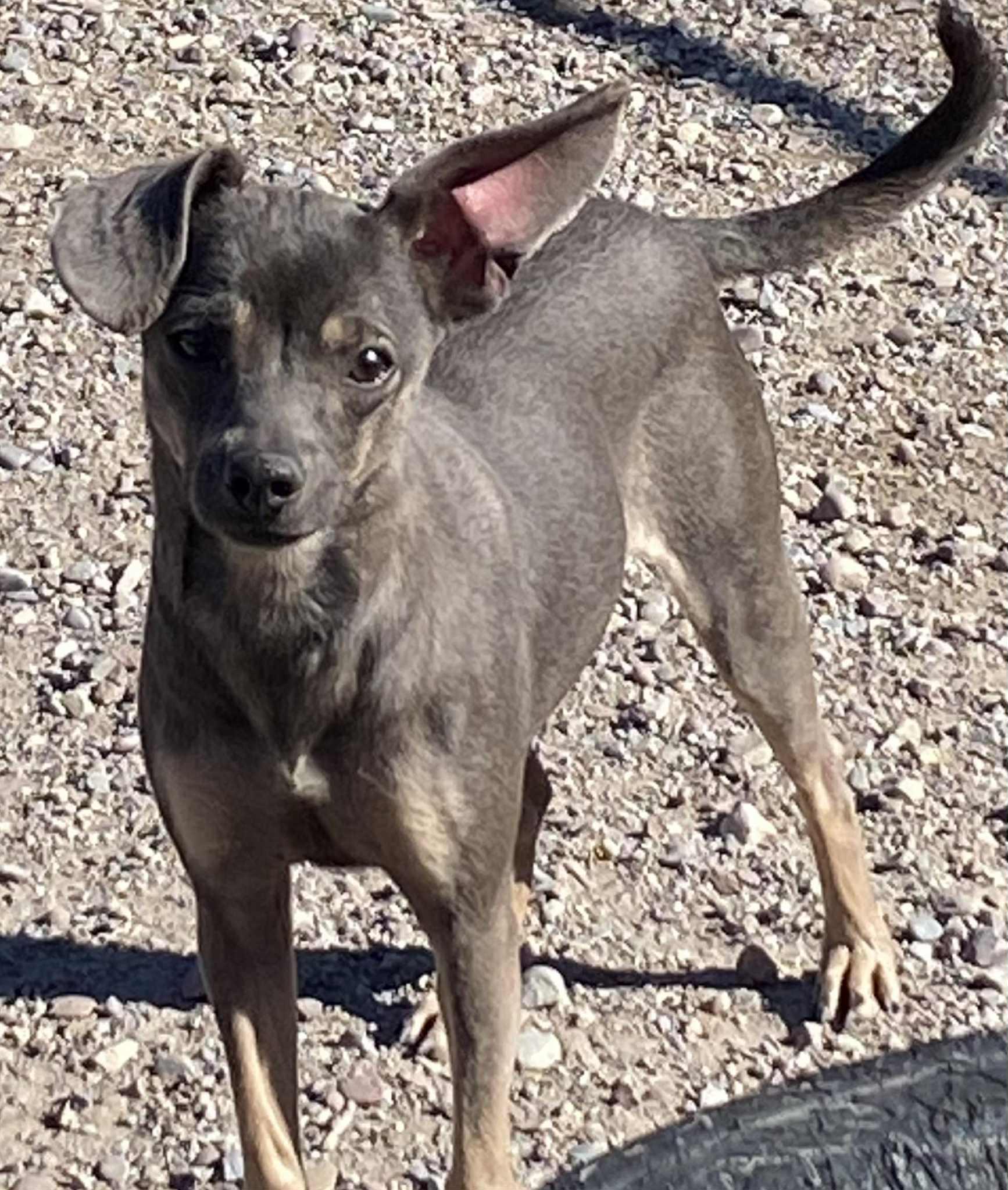 Enlarge BG, a Adoptable Chihuahua in Polson, MT image 2/6