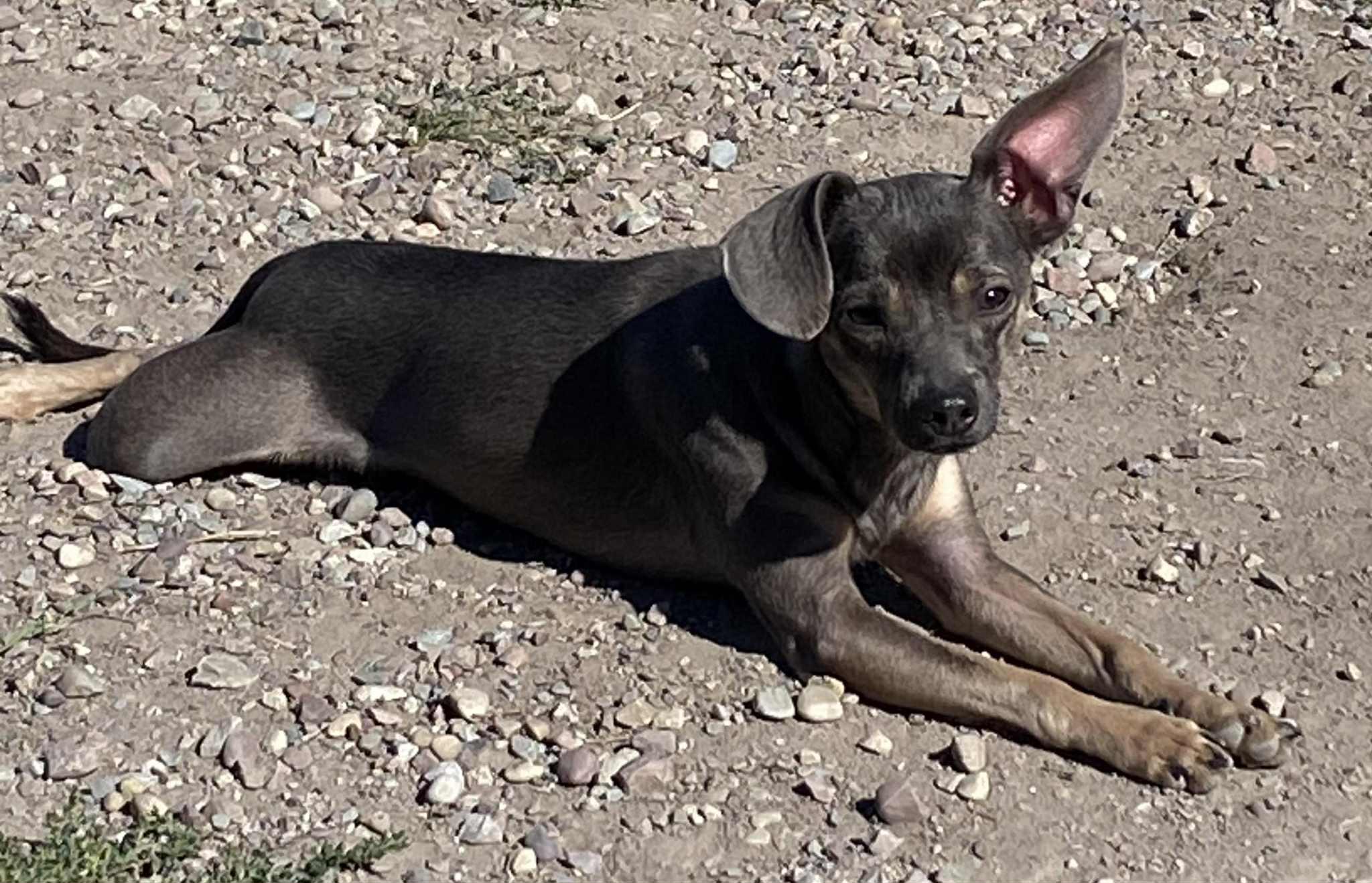 BG, an adoptable Chihuahua in Polson, MT, 59860 | Photo Image 1