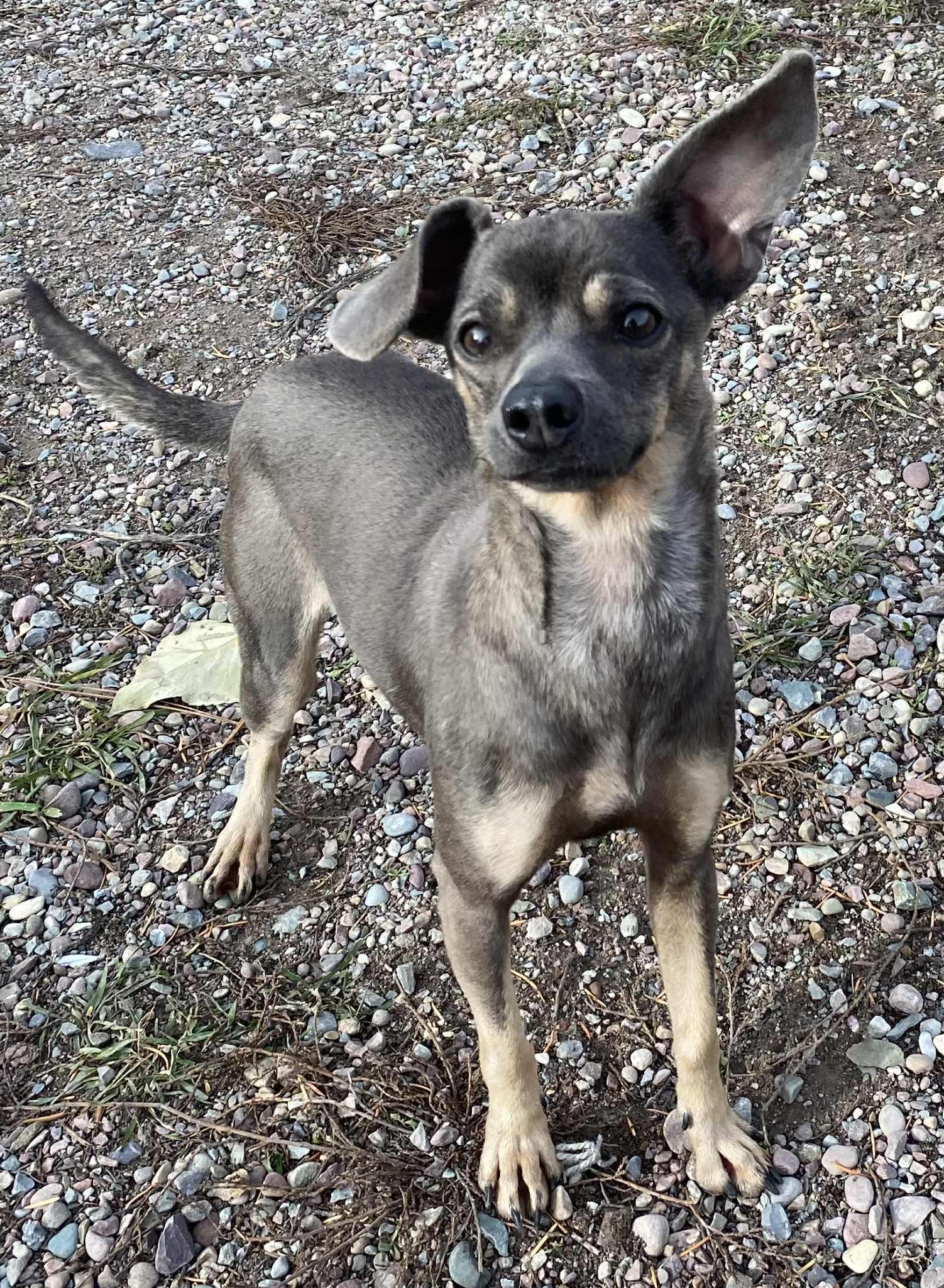 Enlarge BG, a Adoptable Chihuahua in Polson, MT image 3/6