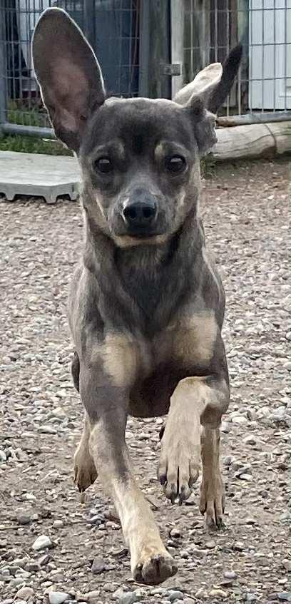 Enlarge BG, a Adoptable Chihuahua in Polson, MT image 4/6