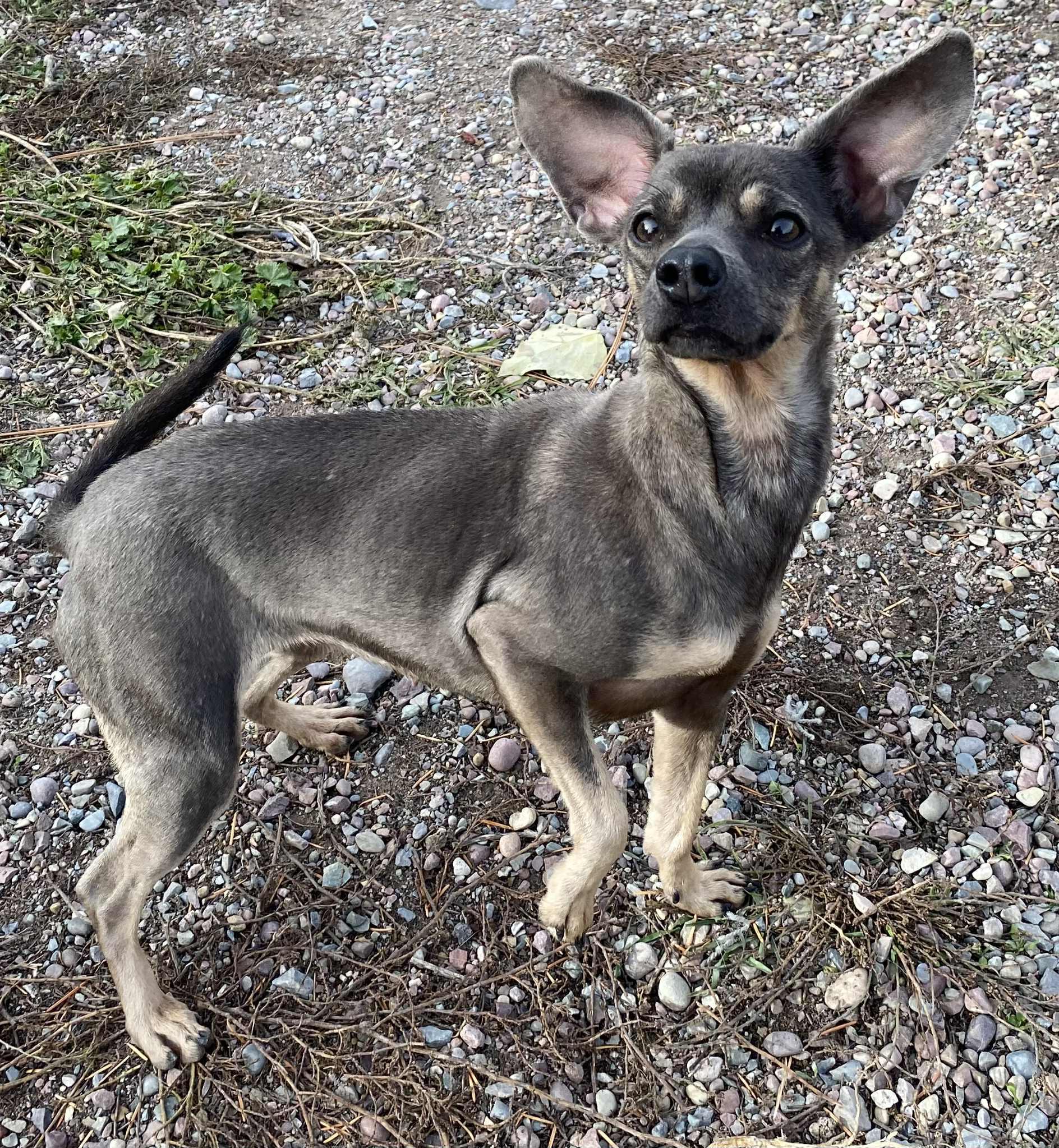 Enlarge BG, a Adoptable Chihuahua in Polson, MT image 5/6