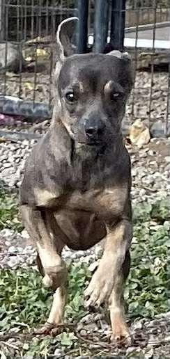 BG, an adoptable Chihuahua in Polson, MT, 59860 | Photo Image 4