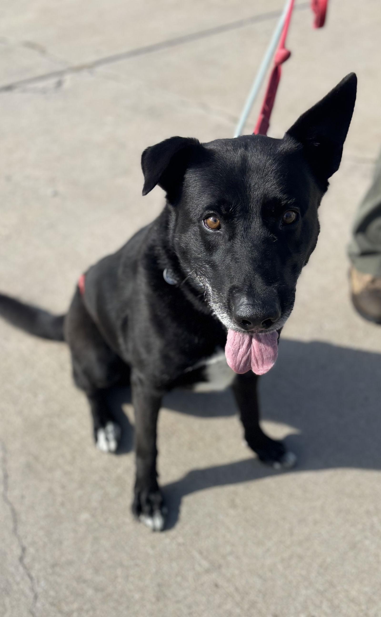 Big Mac, Adoptable, Adult Male Labrador Retriever & Shepherd.