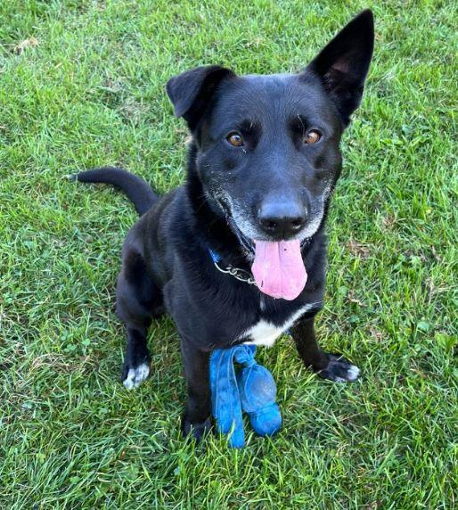 Big Mac, Adoptable, Adult Male Labrador Retriever & Shepherd.