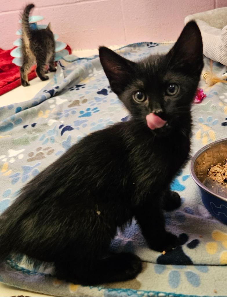 Shale, Adoptable, Kitten Male Domestic Short Hair.