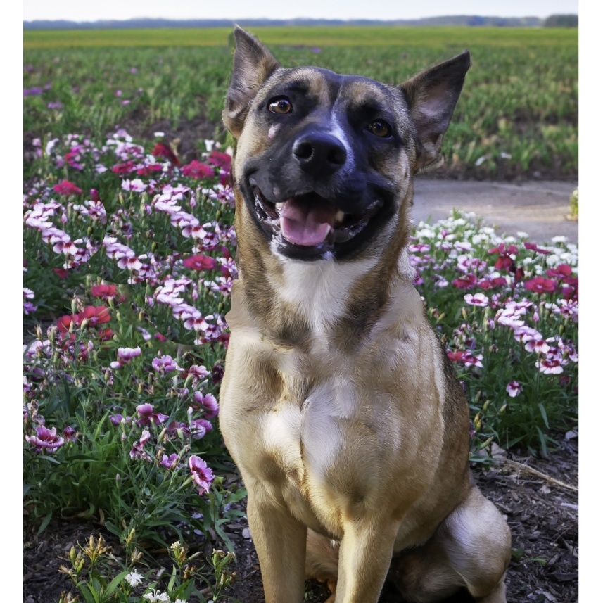 Enlarge Baby, a Adoptable mixed breed in Bellevue, WA image 1/4