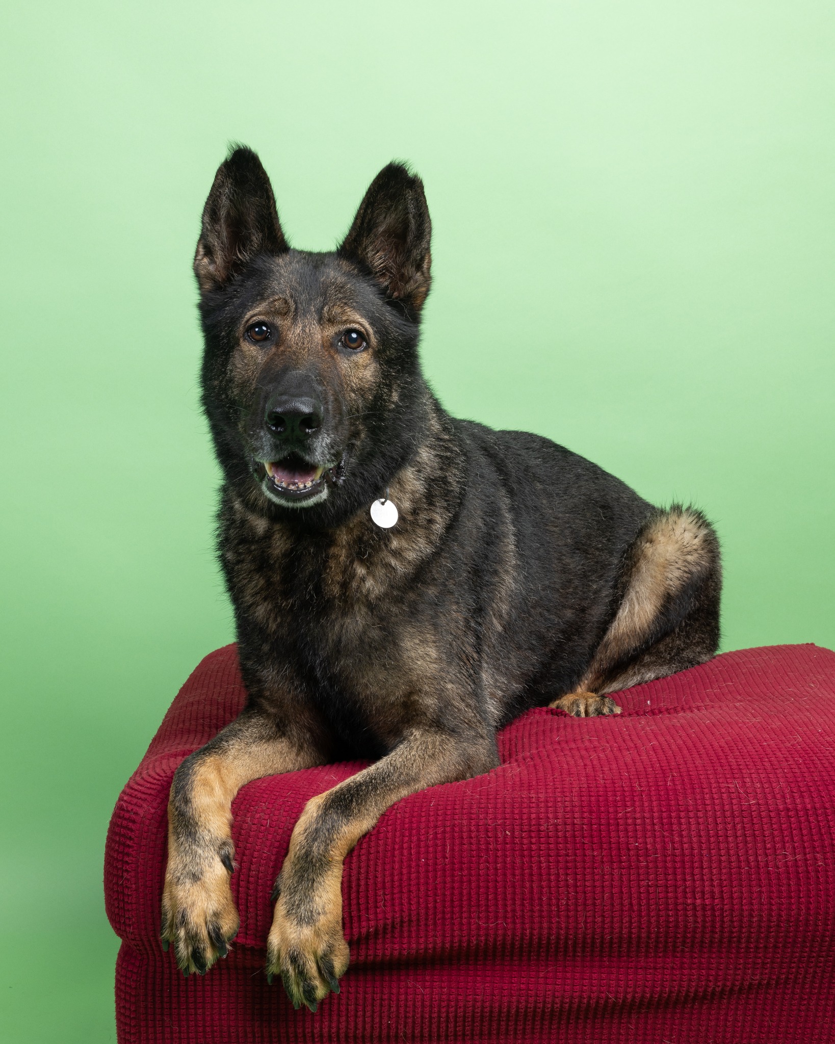 Dog for adoption Spike, a German Shepherd Dog in Cleveland, OH