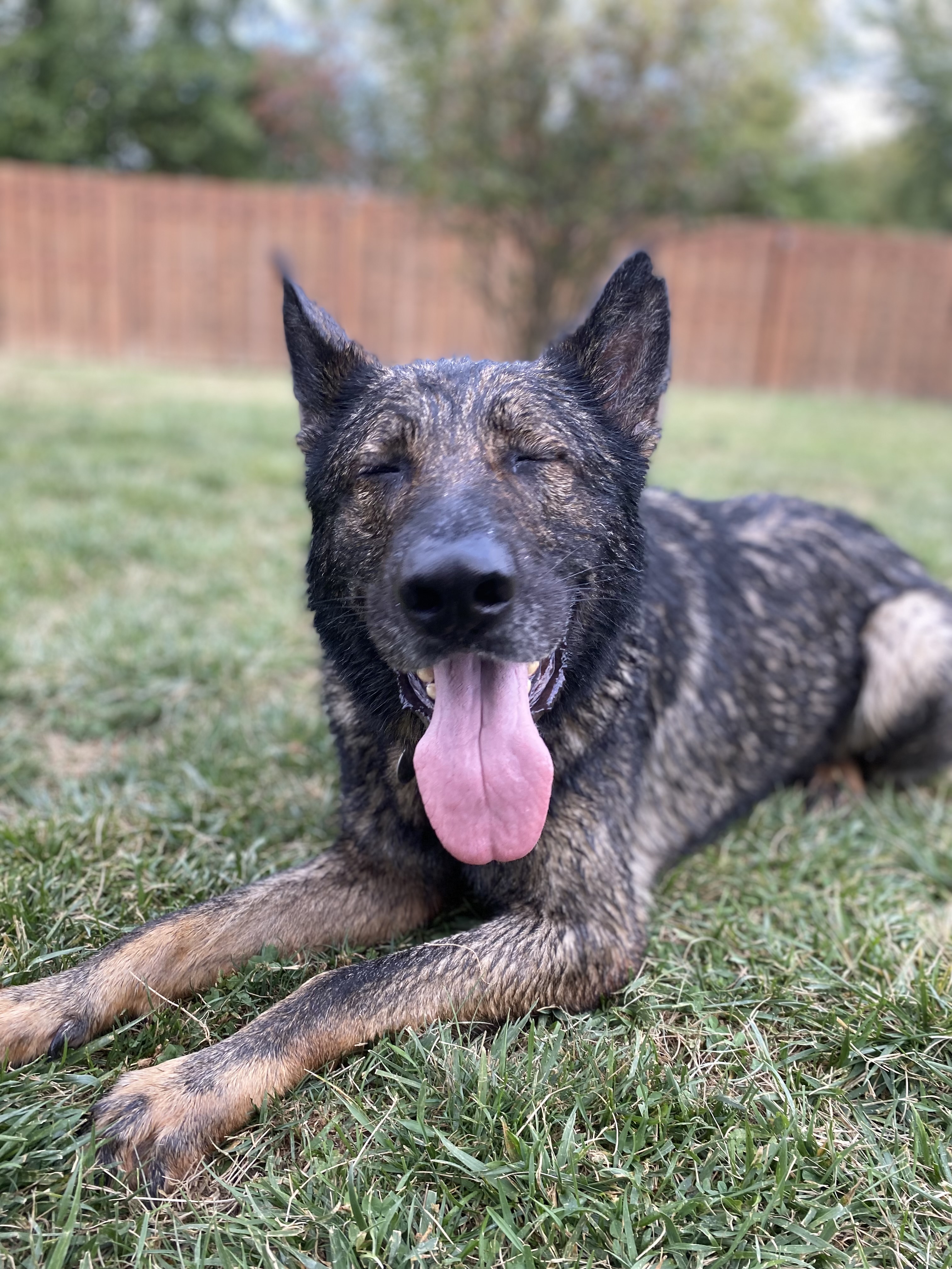 Dog for adoption Spike, a German Shepherd Dog in Cleveland, OH